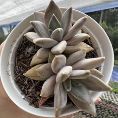 Echeveria compassion - comprar online