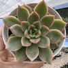 Echeveria romeo x lilacina - comprar online