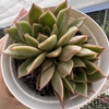 Echeveria agavoides mira - comprar online