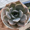 Echeveria garoto - comprar online