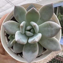 Echeveria sundown ancye - comprar online