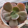 Echeveria cassyz winter - comprar online