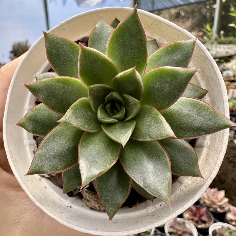 Echeveria merly - comprar online