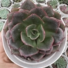 Echeveria parvati (romeo x painted) - comprar online