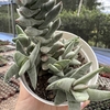 Crassula falcata minor - comprar online