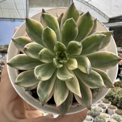 Echeveria green emerald variegata