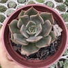 Echeveria mensa dark desire - comprar online