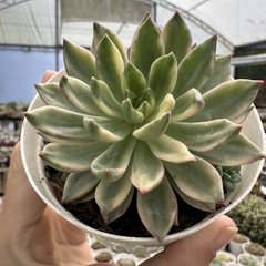 Echeveria green emerald variegata - comprar online