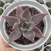 Echeveria enola - comprar online