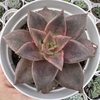 Echeveria grammut - comprar online