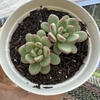 Echeveria diamond heart chuster (Korean) - comprar online