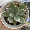 Echeveria lady lyana - comprar online