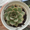 Echeveria lady myrcella - comprar online