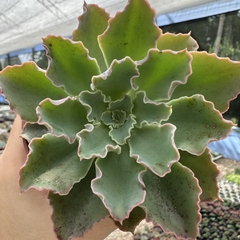 Echeveria gibbiflora dorothy españa - comprar online