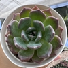 Echeveria belle - comprar online