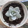 Echeveria lauii - comprar online