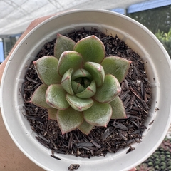 Echeveria hakone korean na internet