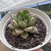 Echeveria hakone korean - comprar online