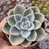 Graptoveria fantome - comprar online