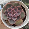 Echeveria orion x painted - comprar online