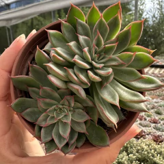 Echeveria sagita - comprar online
