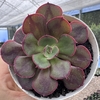 Echeveria rauber - comprar online