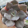 Echeveria gandiva - comprar online