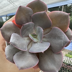 Echeveria gandiva - comprar online