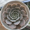 Echeveria wavellite - comprar online