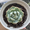 Echeveria prism - comprar online