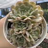 Echeveria pinwheel revolution - comprar online