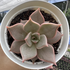 Echeveria serengeti - comprar online