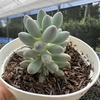 Pachyphytum baby finger - comprar online