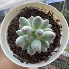 Pachyphytum baby finger na internet