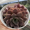 Echeveria roman - comprar online