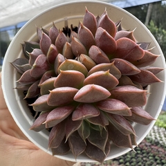 Echeveria roman na internet