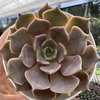 Echeveria iron first - comprar online