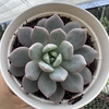 Echeveria love me - comprar online