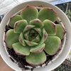 Echeveria alladin - comprar online