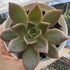 Echeveria clarice - comprar online