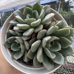 Echeveria wing shawi - comprar online