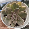 Echeveria híbrida de ness - comprar online