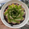 Echeveria leaf rose - comprar online