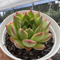 Echeveria leaf rose na internet