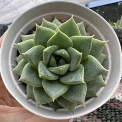 Echeveria angel crew - comprar online