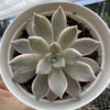 Echeveria scarlet variegata - comprar online