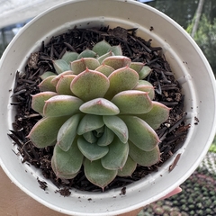 Echeveria dawn dew - comprar online