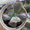 Echeveria gibbiflora línguas - comprar online