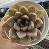 Echeveria aylla - comprar online