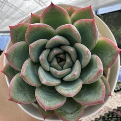 Echeveria anise - comprar online